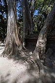 Ta Prohm temple - silk-cotton trees rising over the ruins